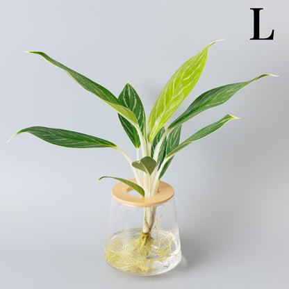 アグラオネマホワイトステム