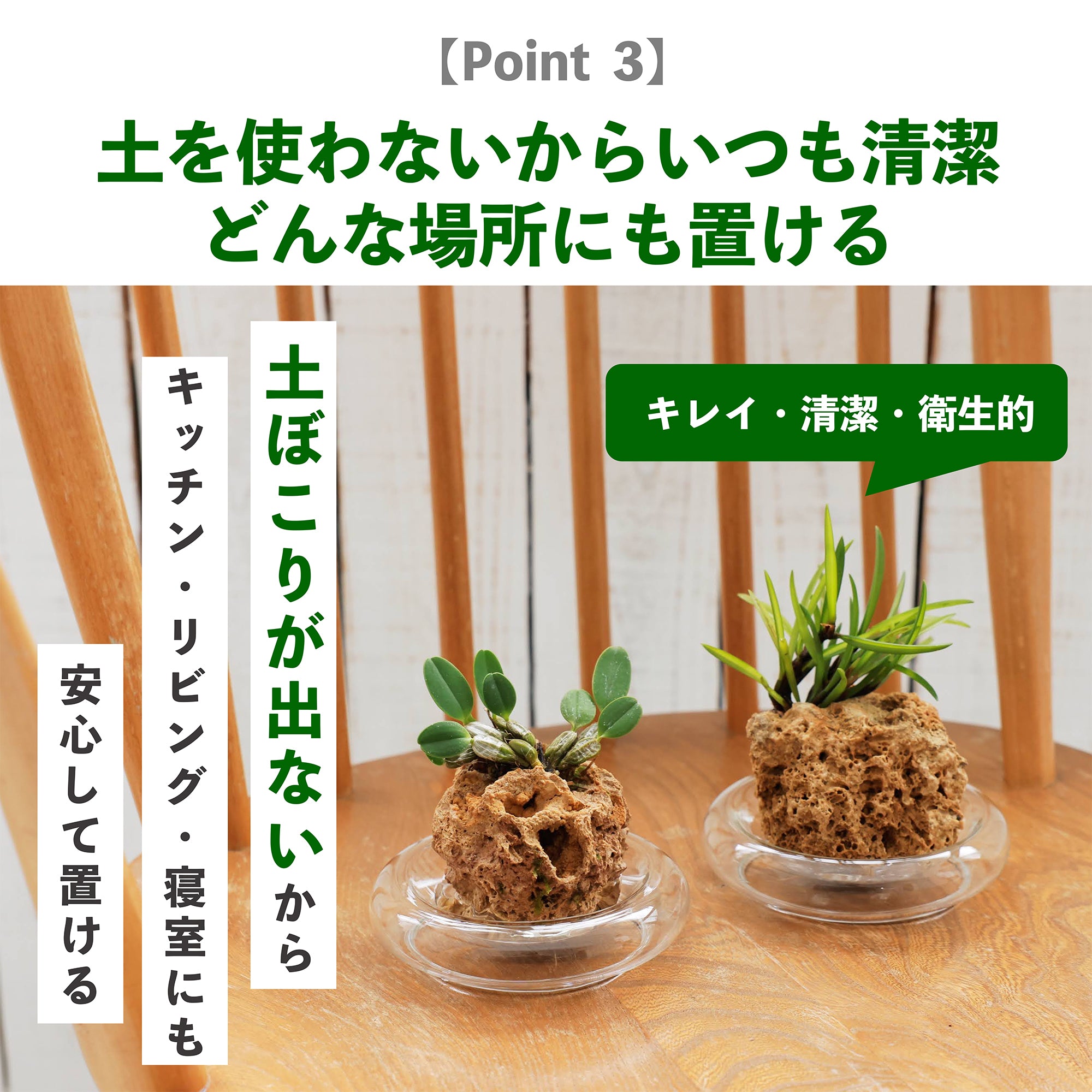 名護蘭（ナゴラン）｜水耕栽培のラン – 観葉植物・水耕栽培の通販 WOOTANG