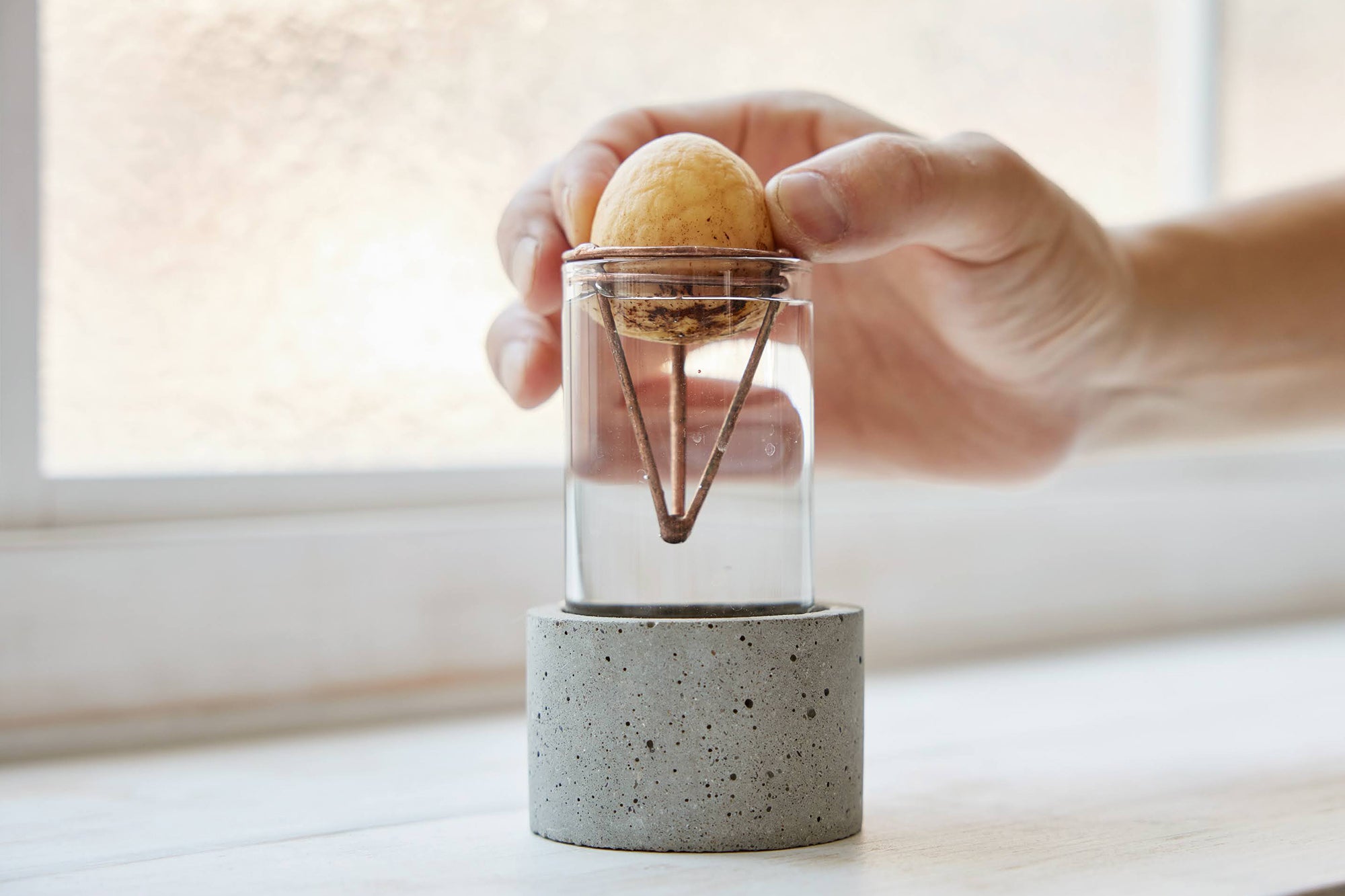 アボカドの種の水耕栽培