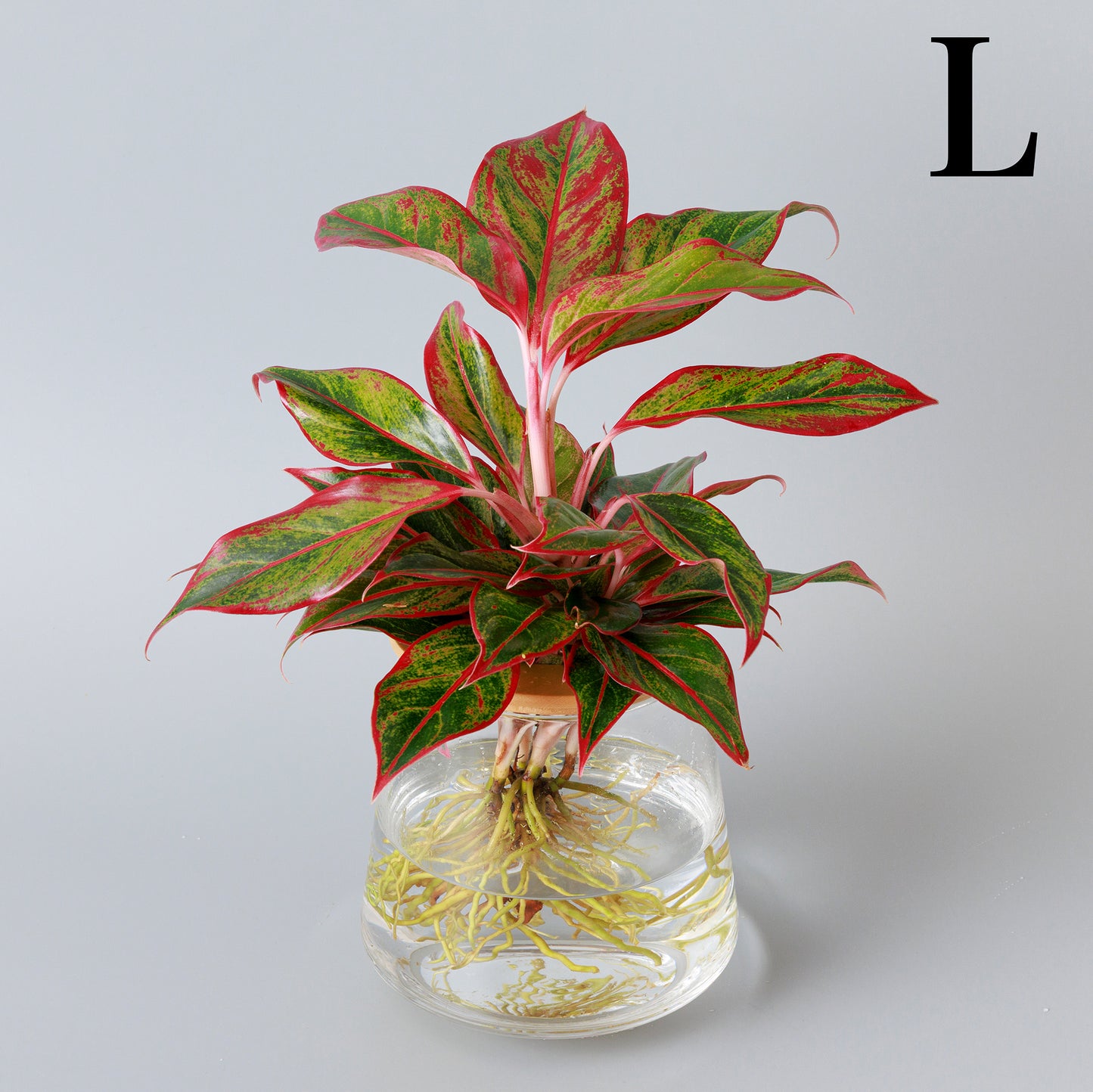 アグラオネマレッドゴールド