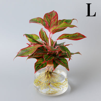 アグラオネマレッドゴールド