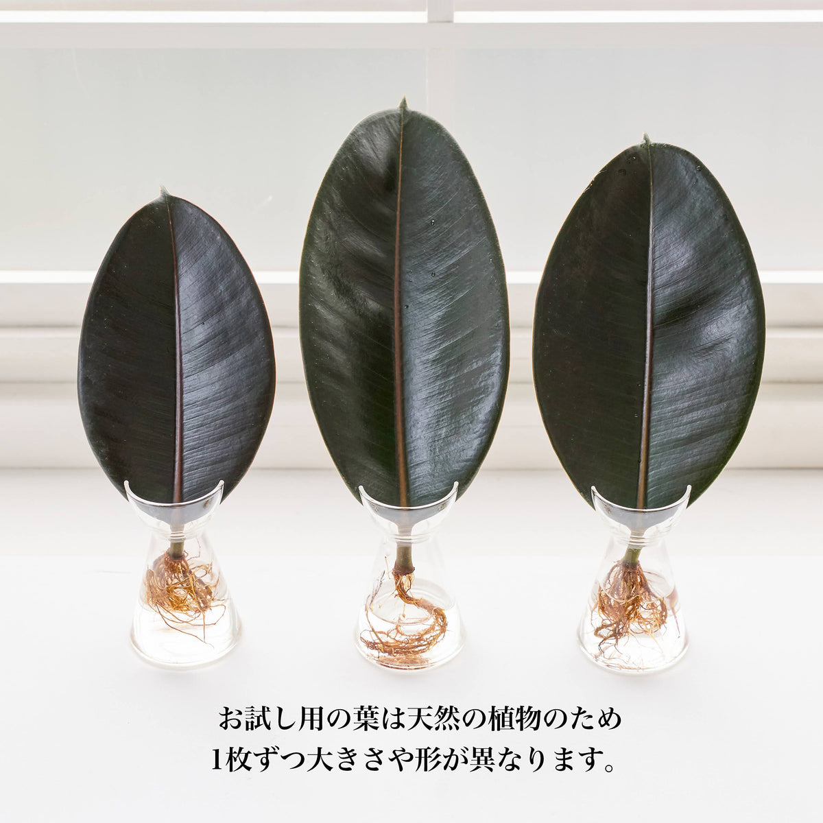 リーフ栽培Vase（発根済みバーガンディー付き）