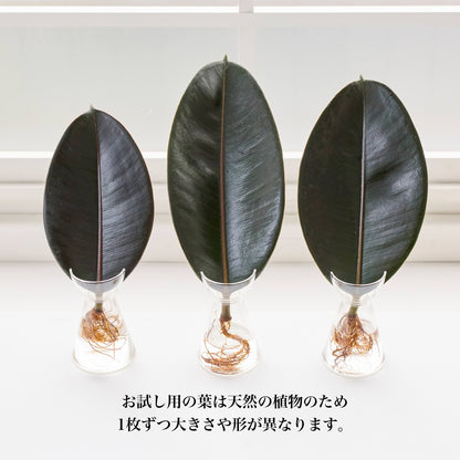 リーフ栽培Vase（発根済みバーガンディー付き）