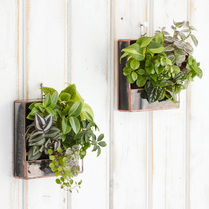 壁掛け植物（スクエア型）