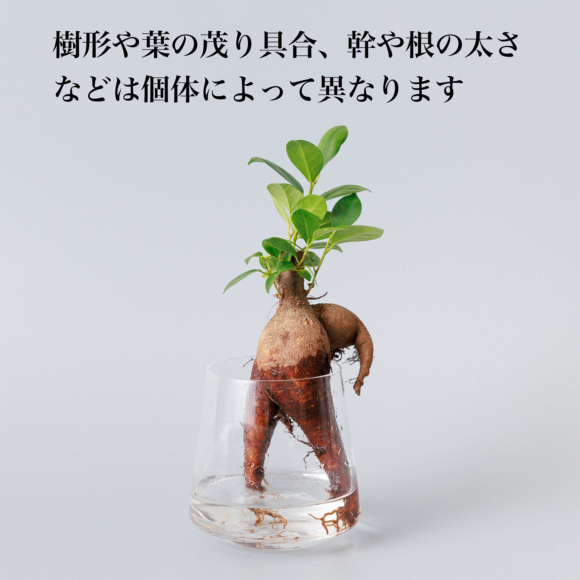 ガジュマルの水耕栽培