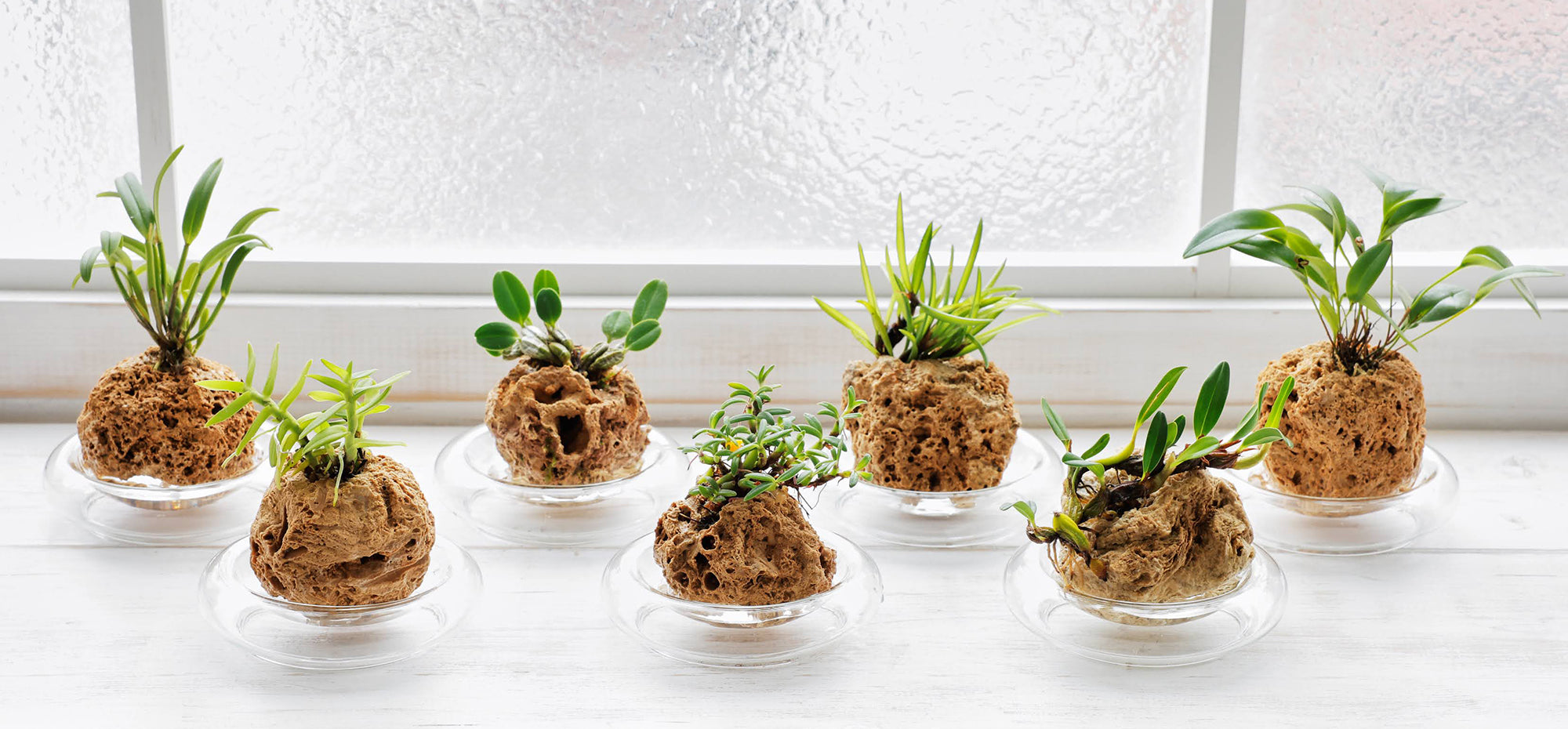 WOOTANG 水耕栽培の観葉植物