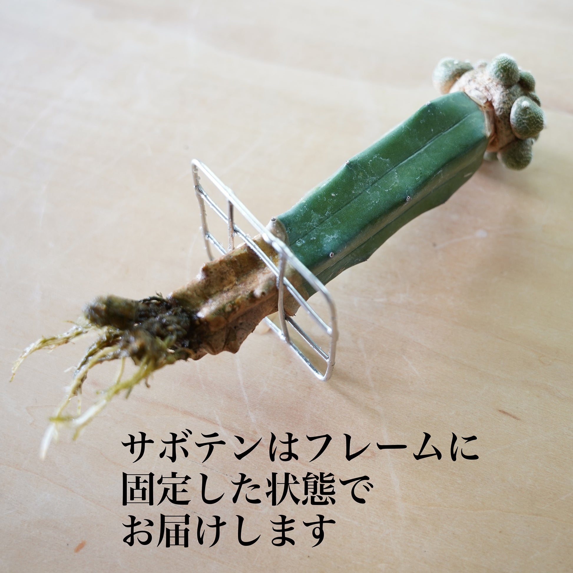 松露玉の水耕栽培