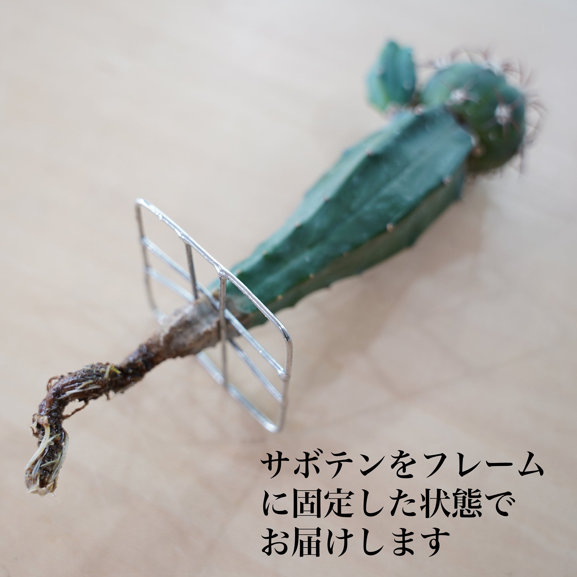 エキノカクタス 尖紅丸の水耕栽培