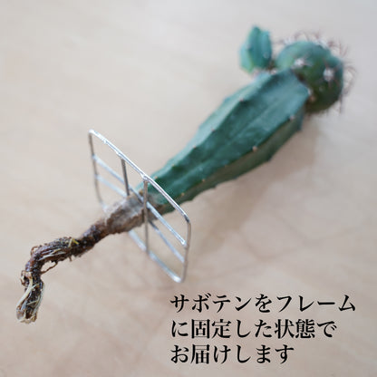 エキノカクタス 尖紅丸の水耕栽培