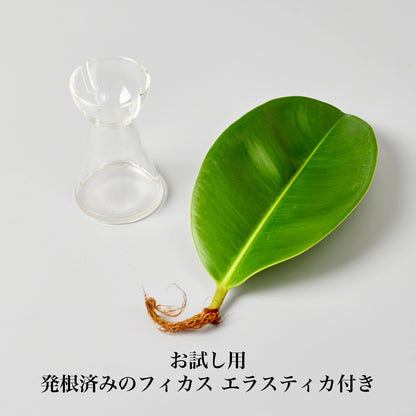 リーフ栽培Vase（発根済みエラスティカ付き）