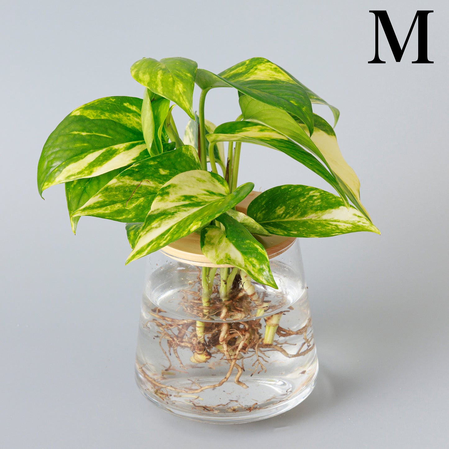 ポトスの水耕栽培