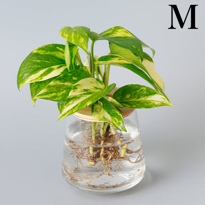 ポトスの水耕栽培