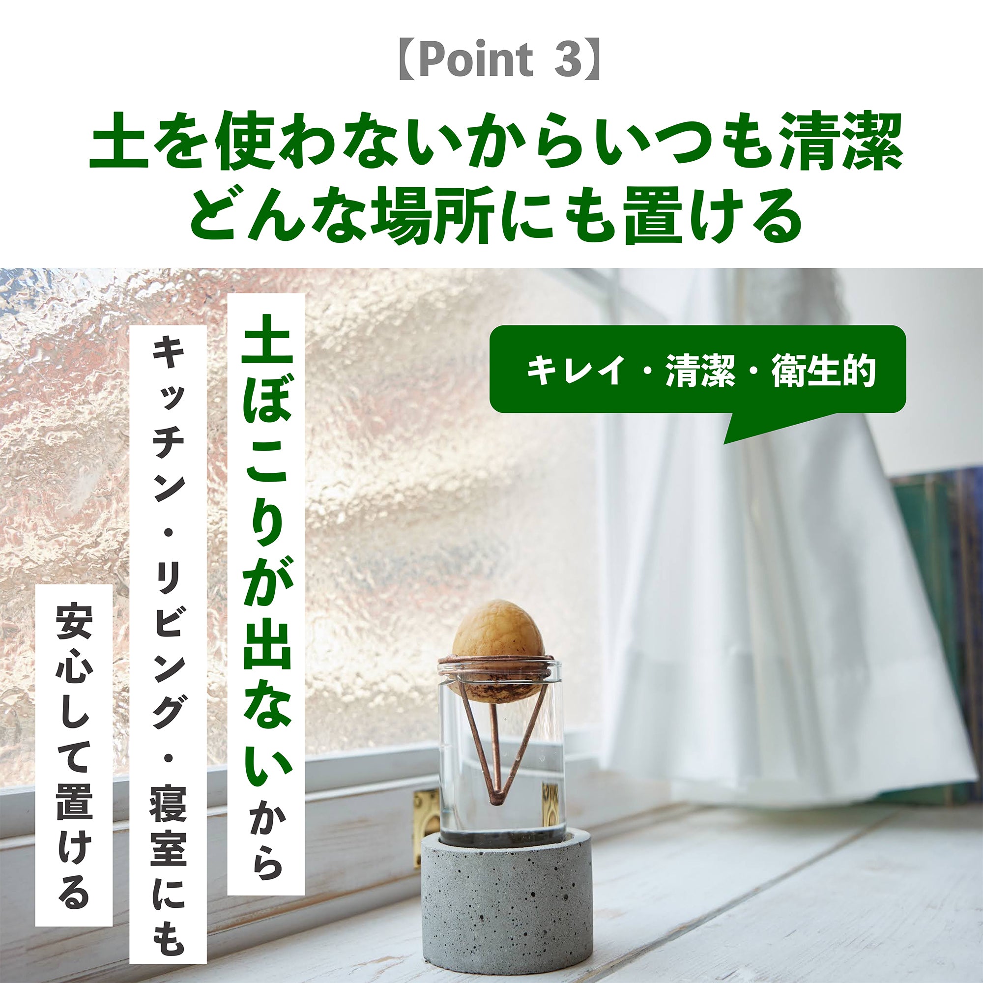 アボカドの種の水耕栽培