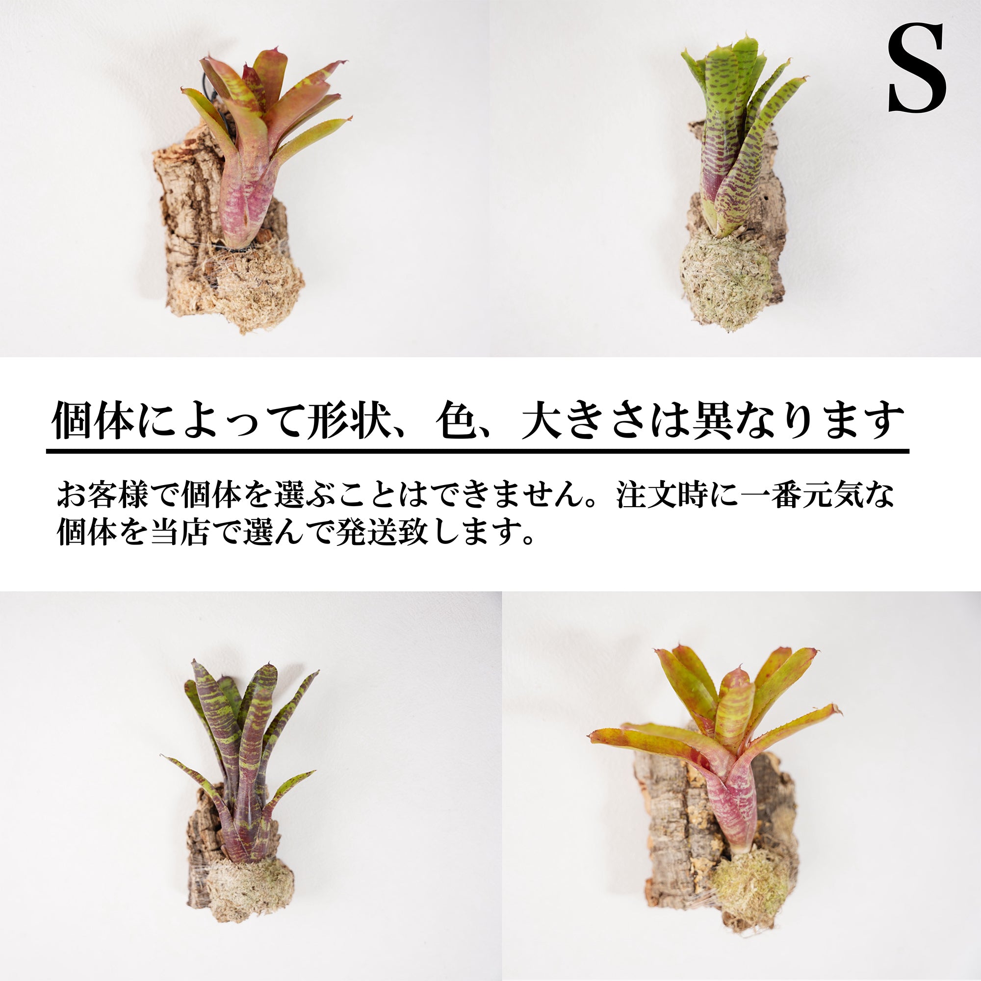 ネオレゲリア（ブロメリア） – WOOTANG 水耕栽培の観葉植物