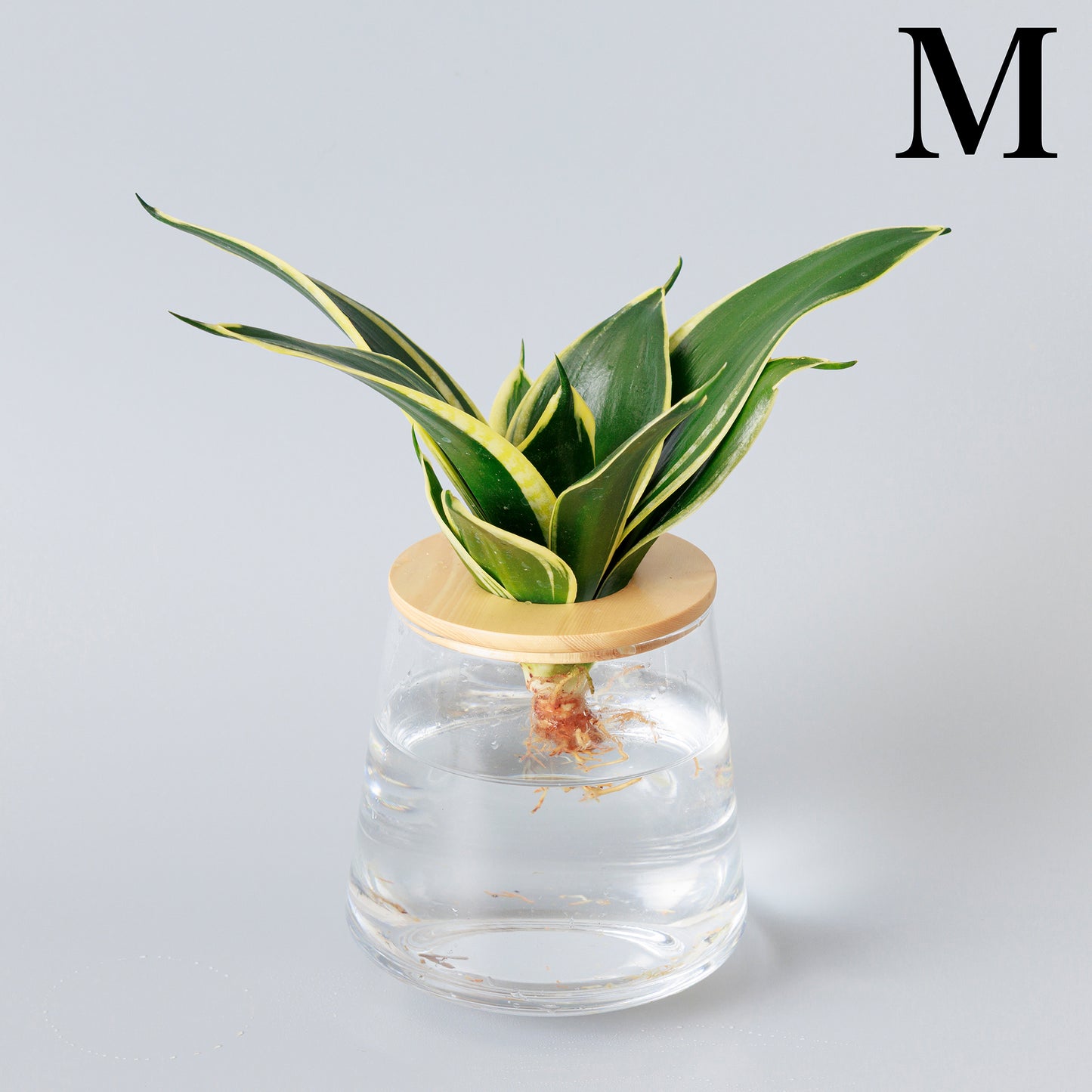 サンスベリアハニーバニー｜水耕栽培