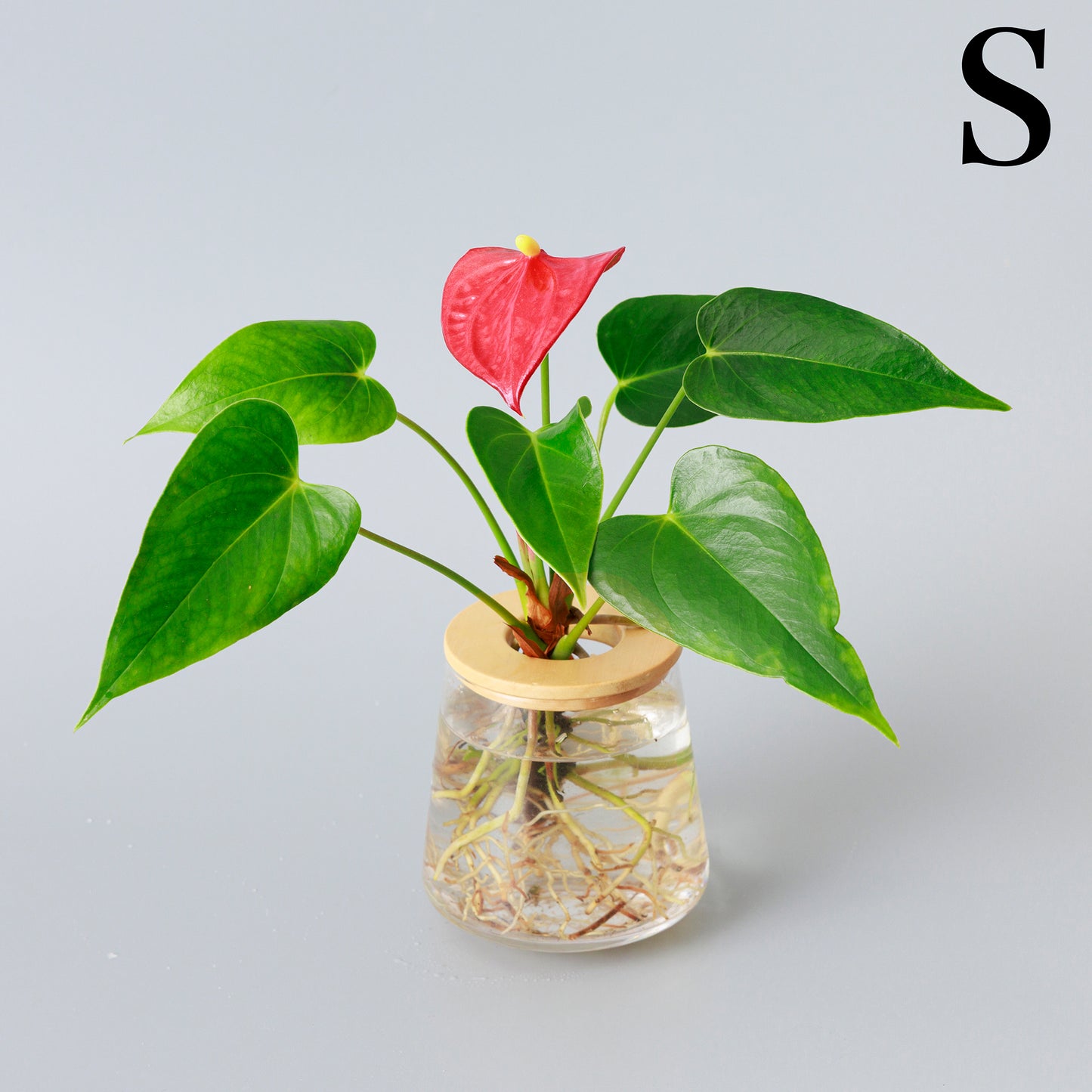 アンスリウムの水耕栽培