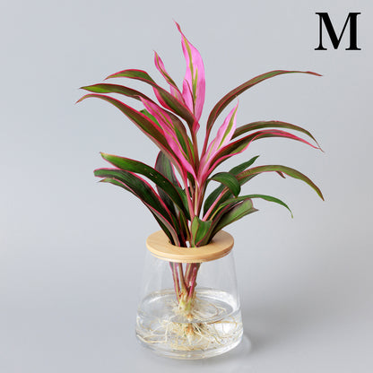 コルジニネレッドエッジ