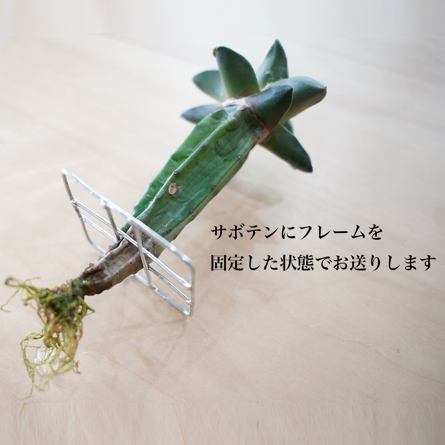 アリオカルプス花牡丹の水耕栽培