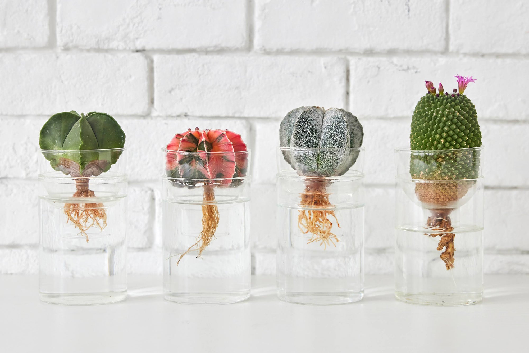 サボテンの水耕栽培