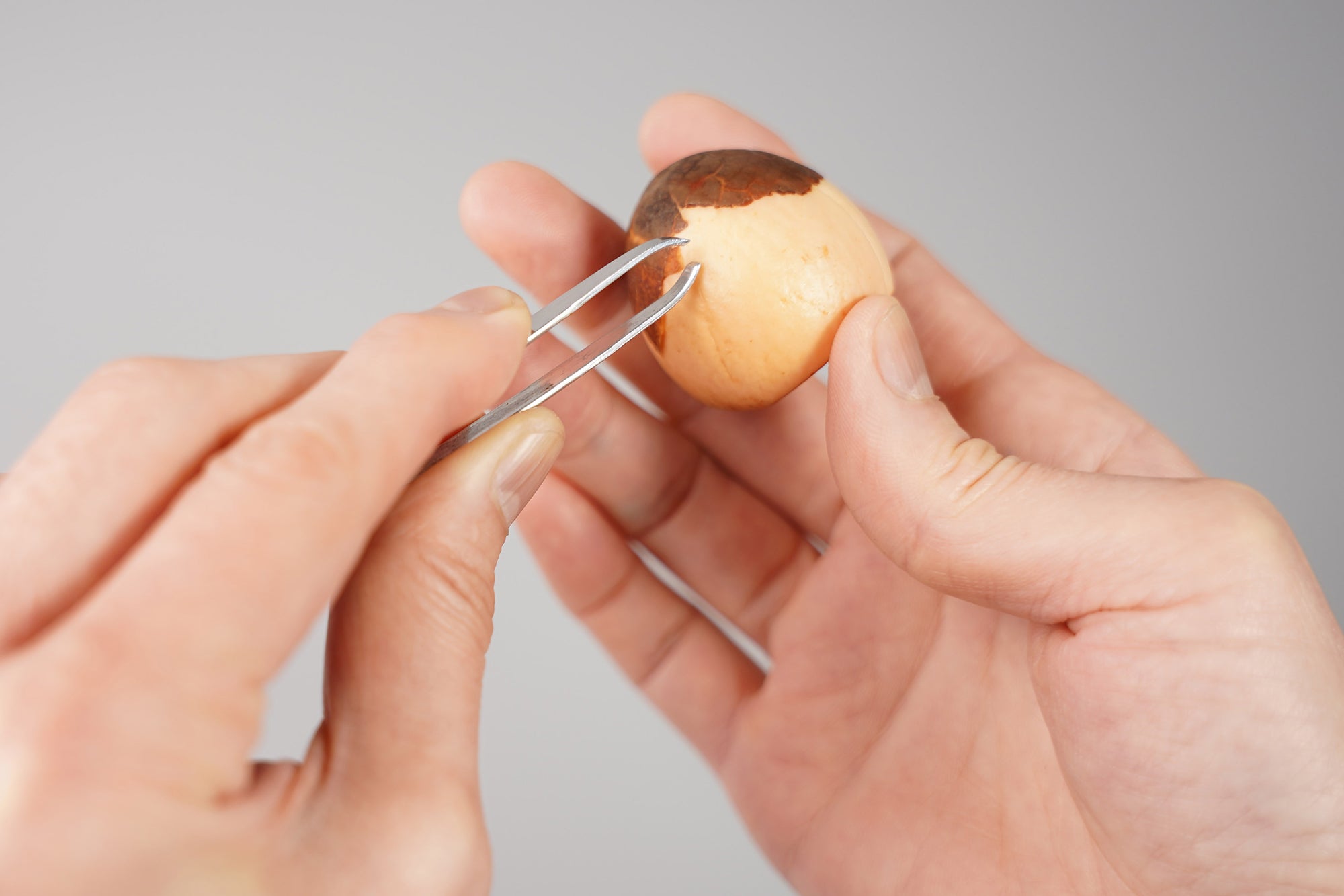 アボカドの種の水耕栽培