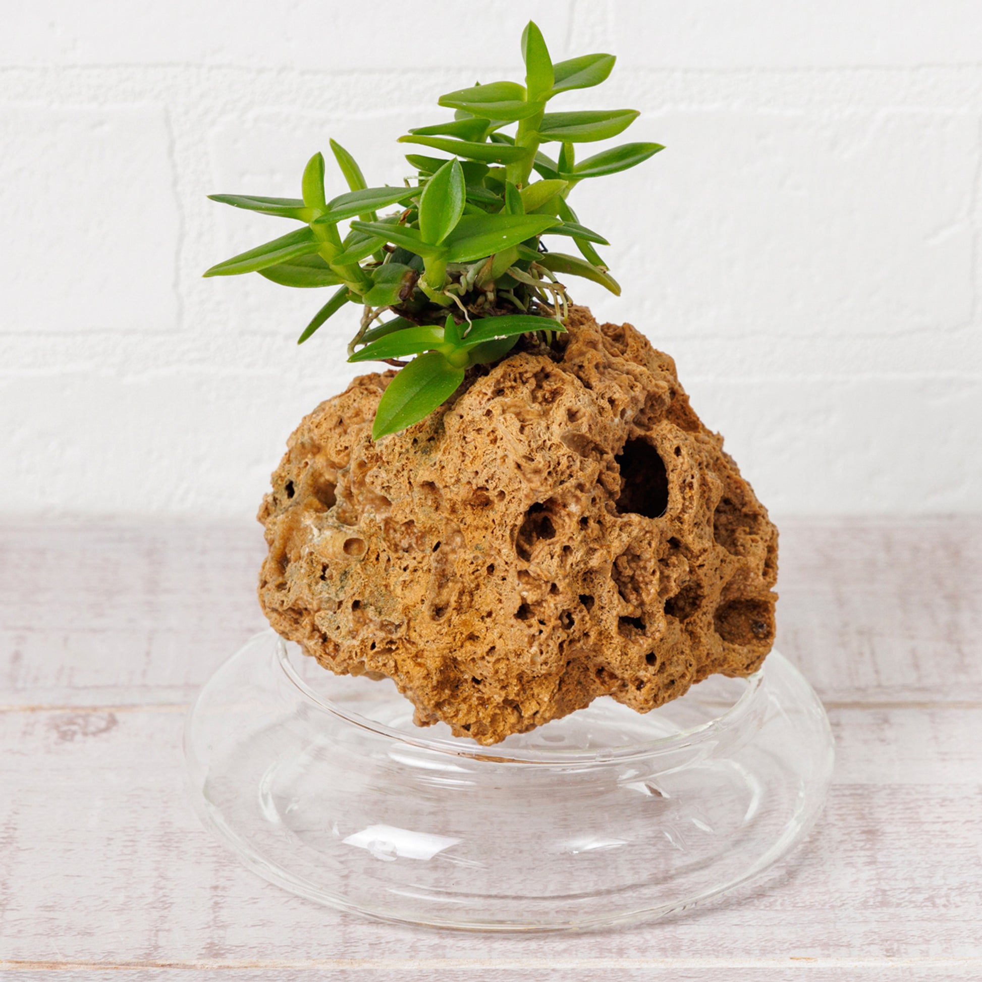 エピデンドラム ポーパックス アルバ