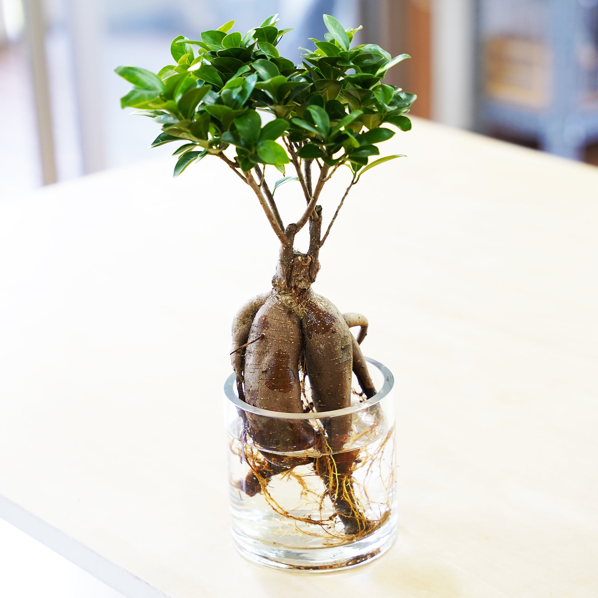 ガジュマル｜水耕栽培の観葉植物 – WOOTANG 水耕栽培の観葉植物