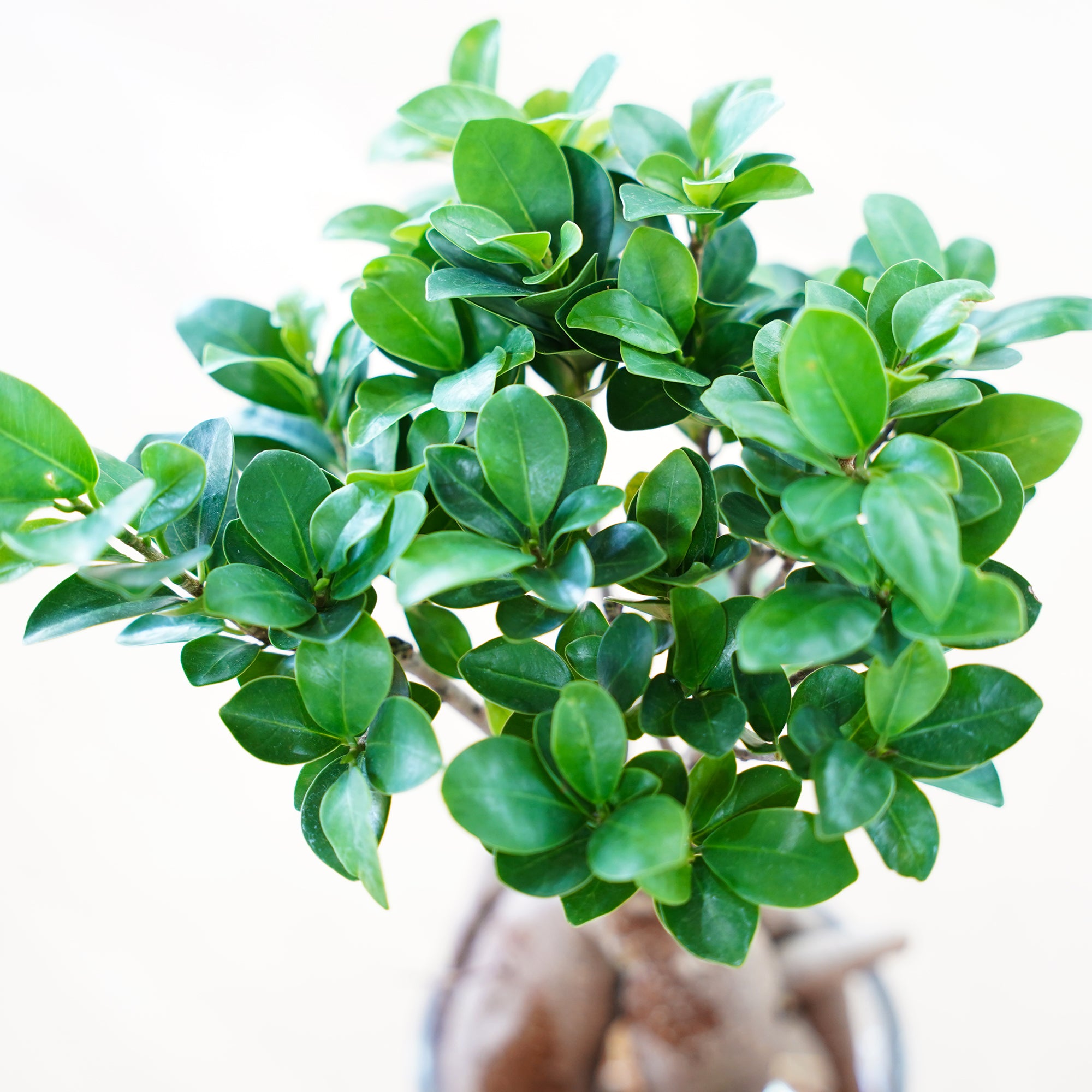 ガジュマル｜水耕栽培の観葉植物 – WOOTANG 水耕栽培の観葉植物