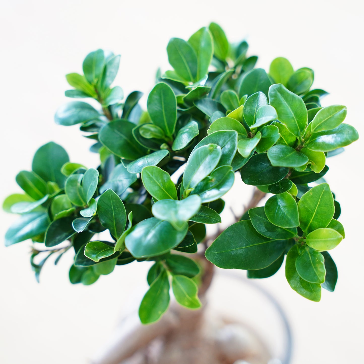 ガジュマル2L（1点もの）