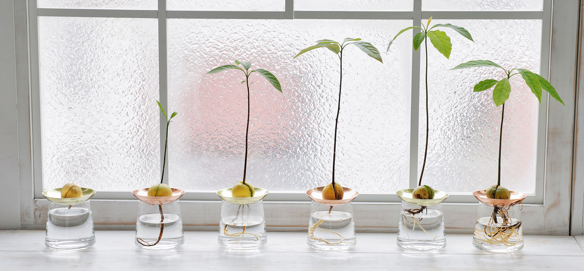 WOOTANG 水耕栽培の観葉植物