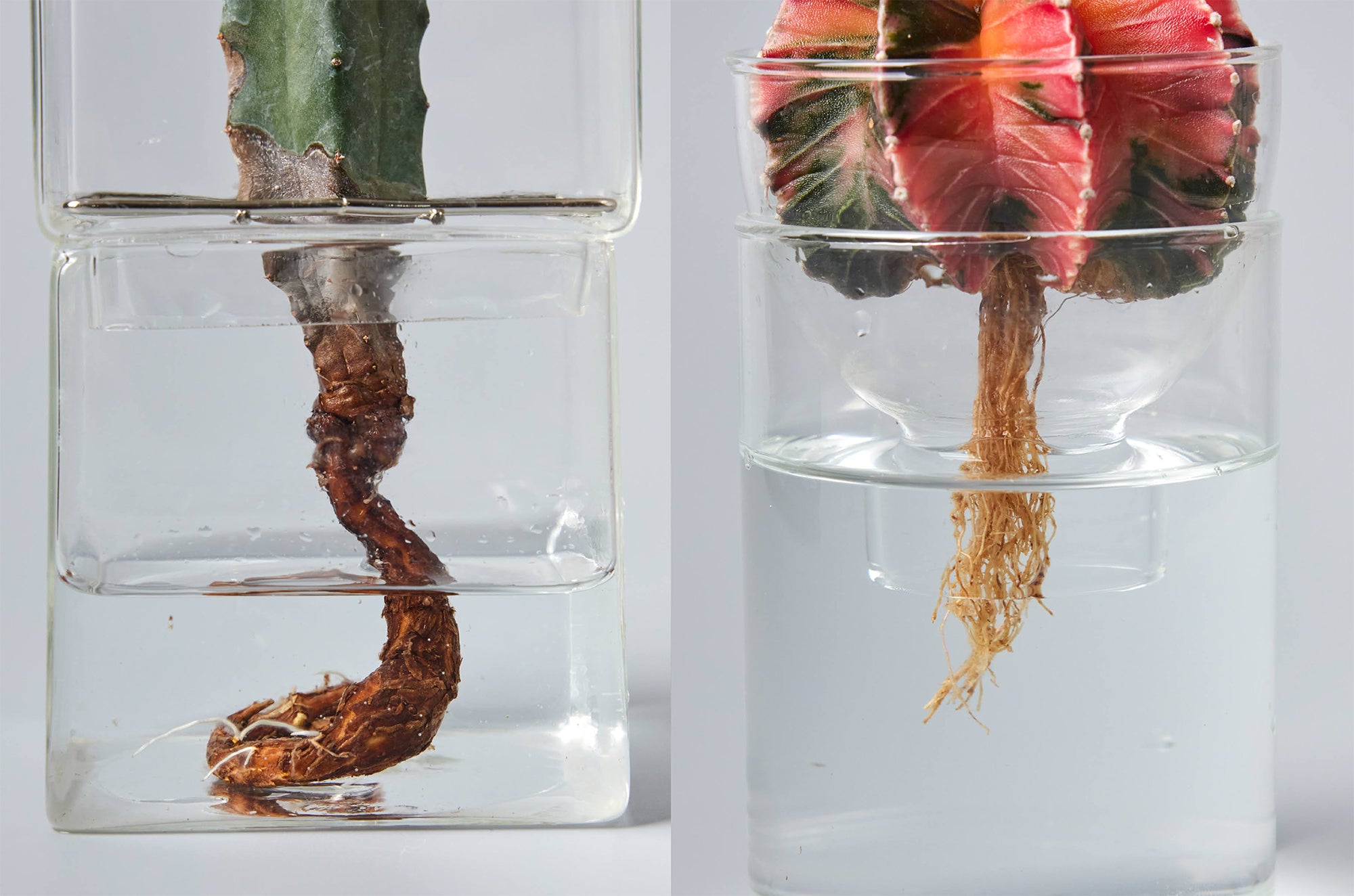 水耕栽培のサボテンのが根だけ水に浸かっている様子