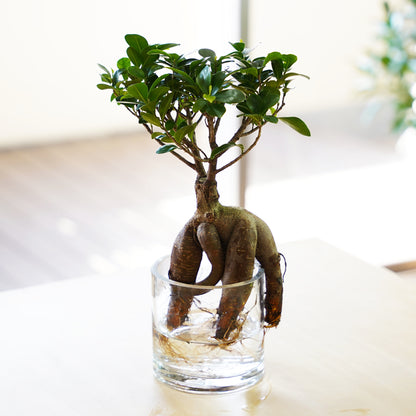 ガジュマル2L（1点もの）