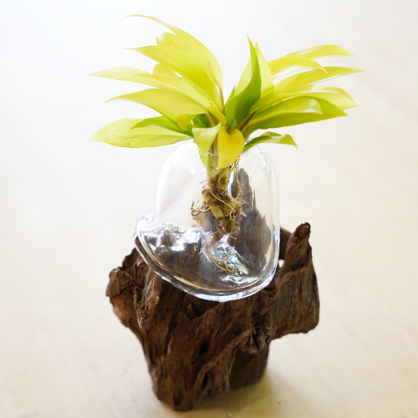 オリジナル植物Vase（流木-1）