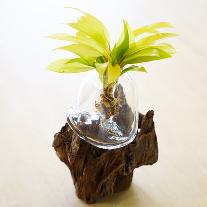 オリジナル植物Vase（流木-1）