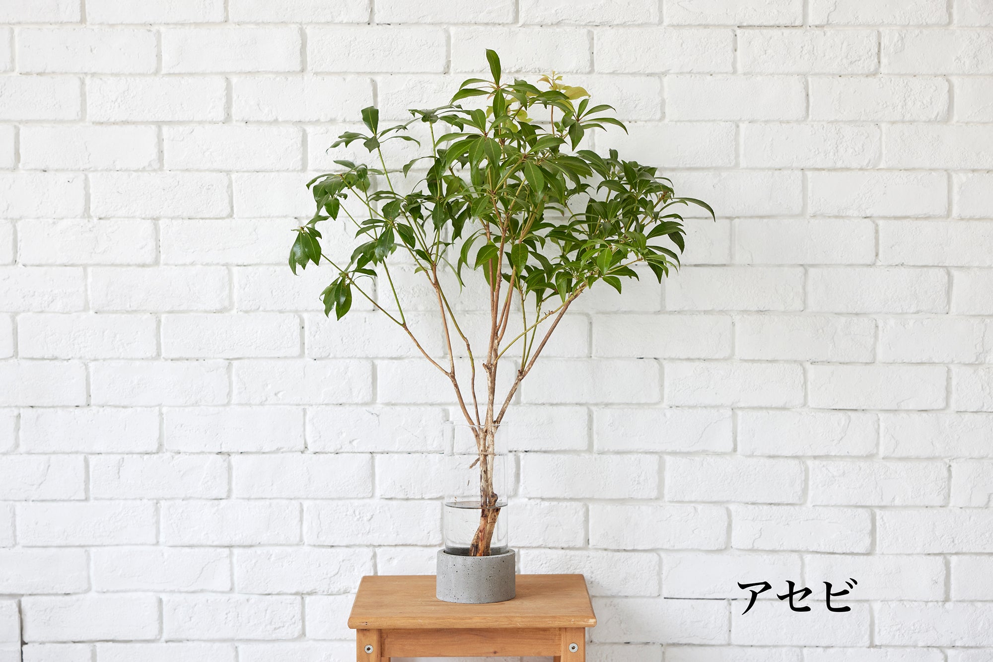 アセビの枝もの