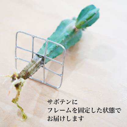 アストロフィツム奇巌大鳳玉