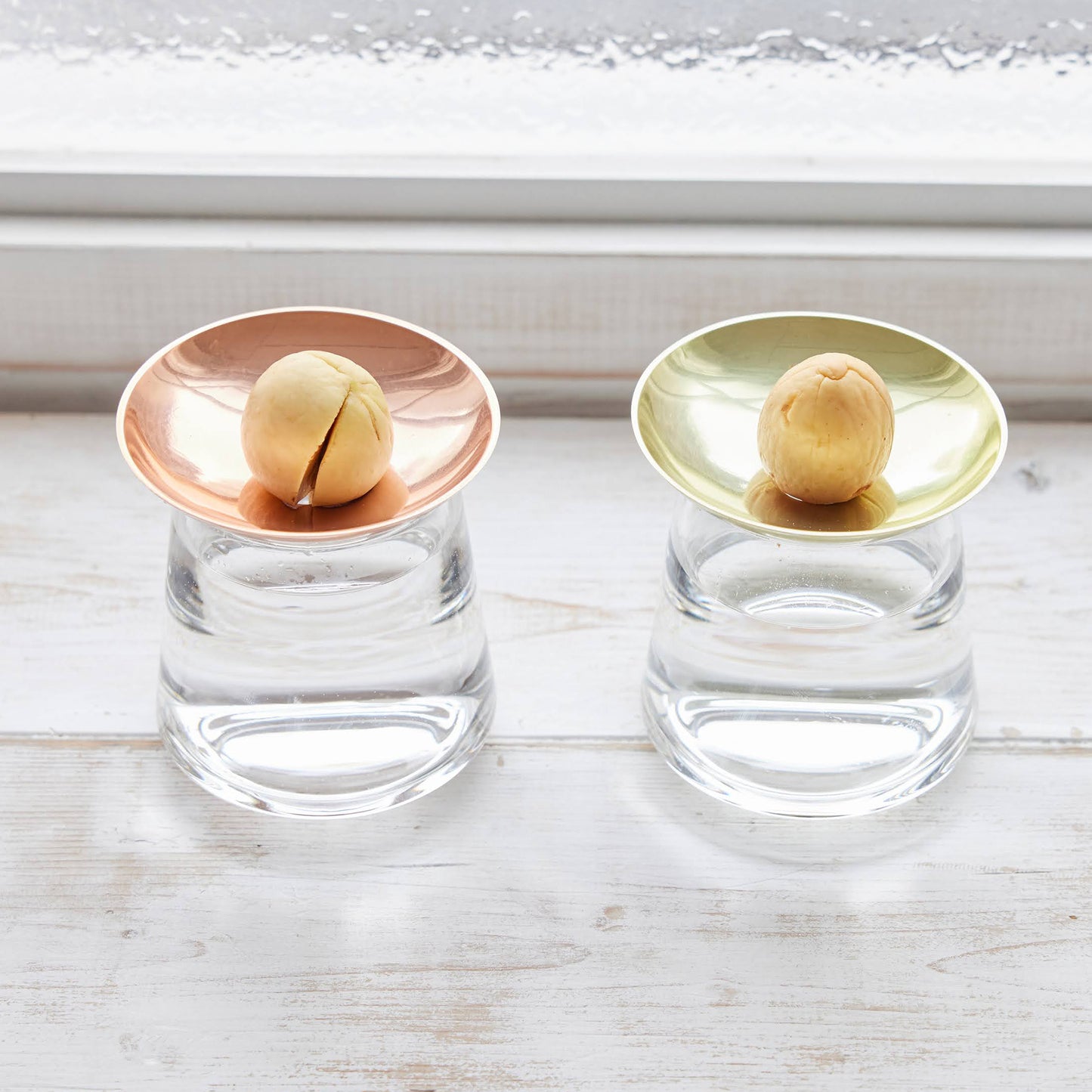 アボカドの種の水耕栽培