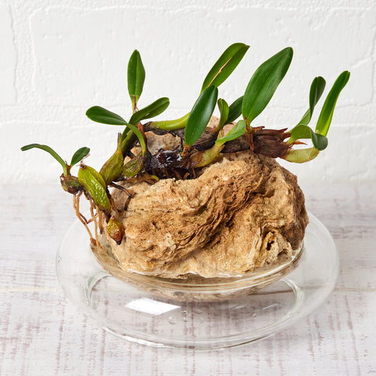 エピゲニューム ナカハラエ