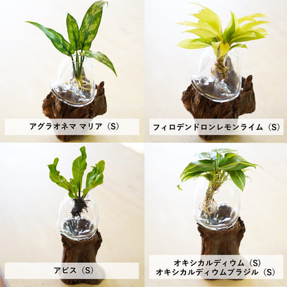 オリジナル植物Vase（流木-1）