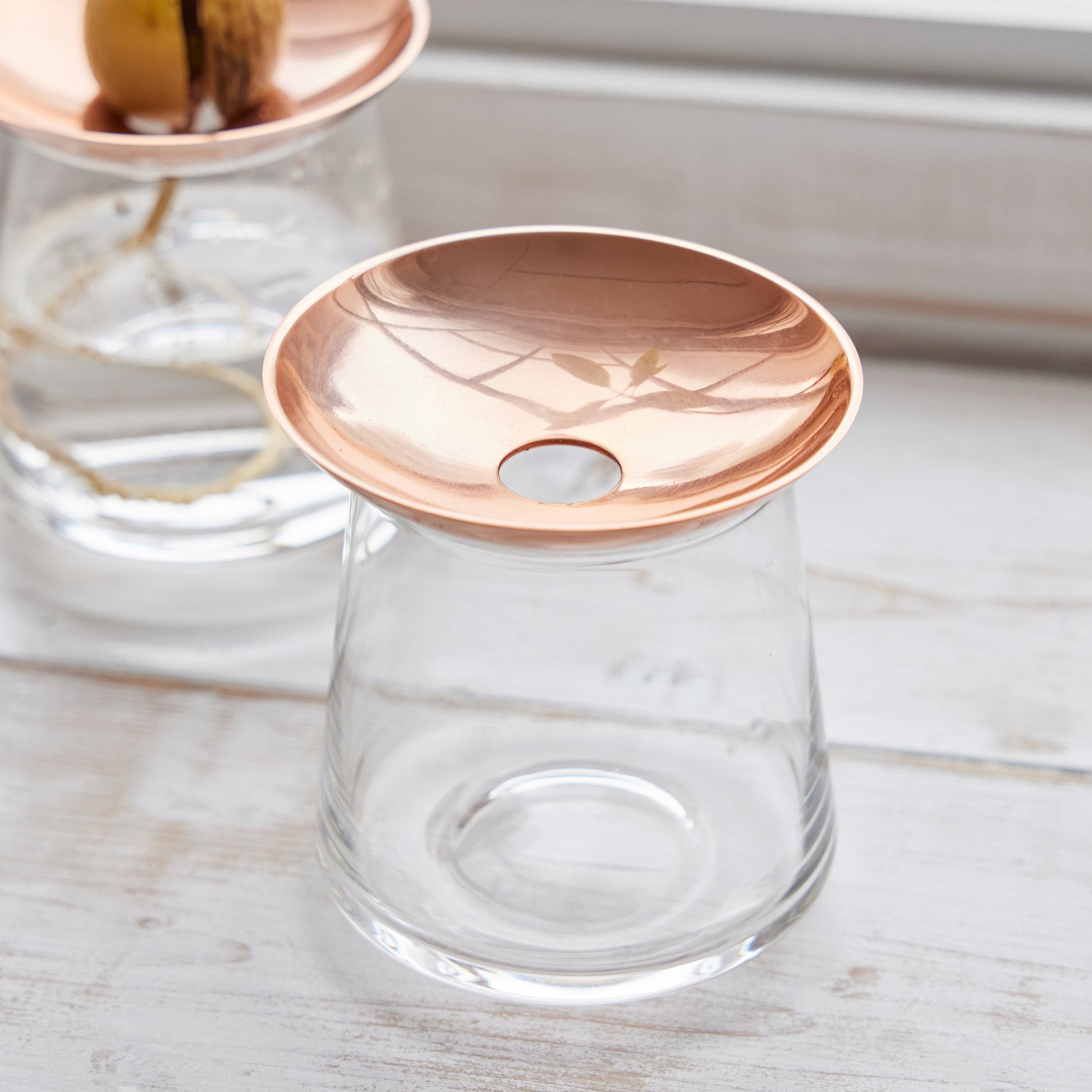 アボカドの種の水耕栽培