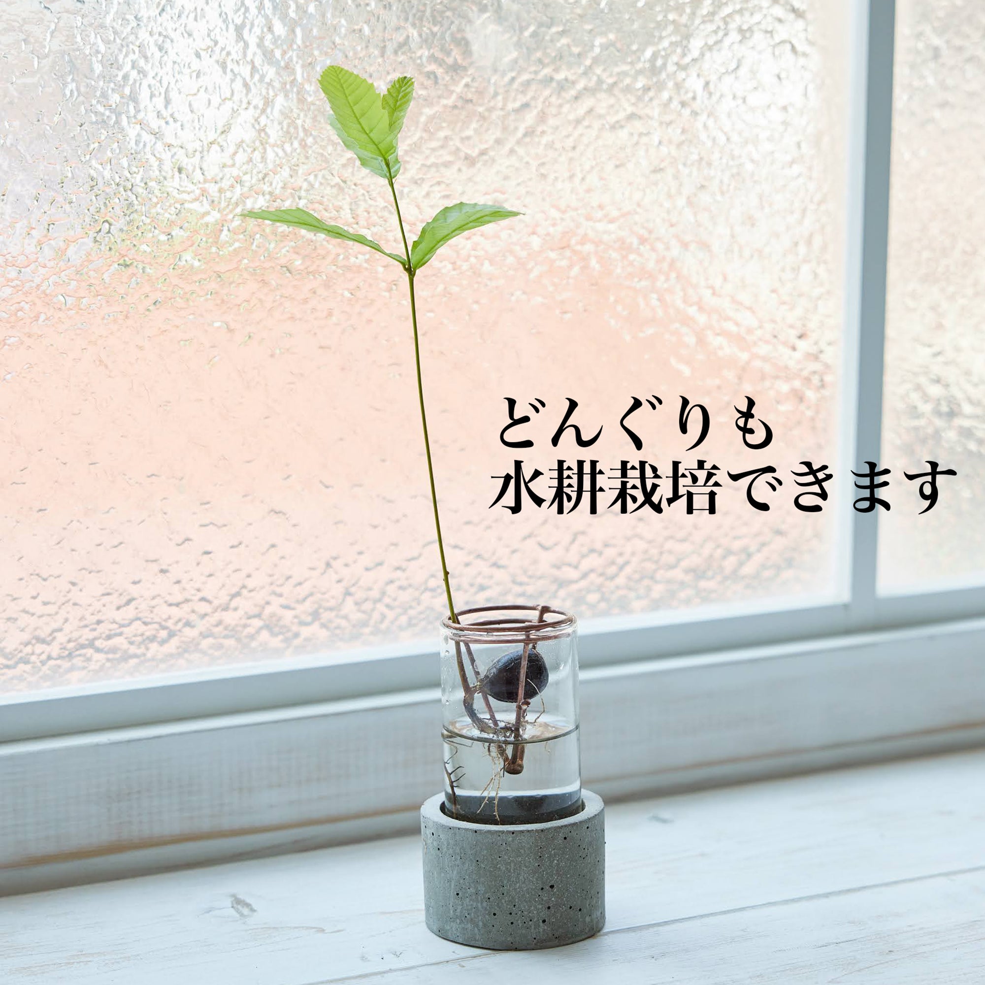 アボカド栽培Vase（限定バージョン）｜アボカドの種を水耕栽培するため