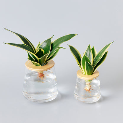 サンスベリアハニーバニー｜水耕栽培