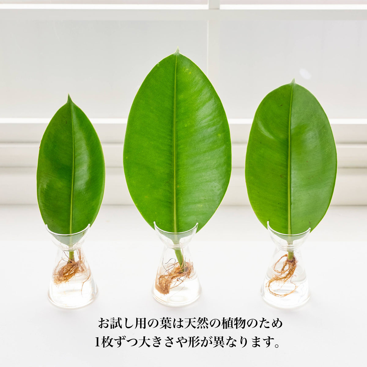 リーフ栽培Vase（発根済みエラスティカ付き）