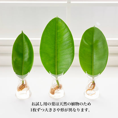 リーフ栽培Vase（発根済みエラスティカ付き）