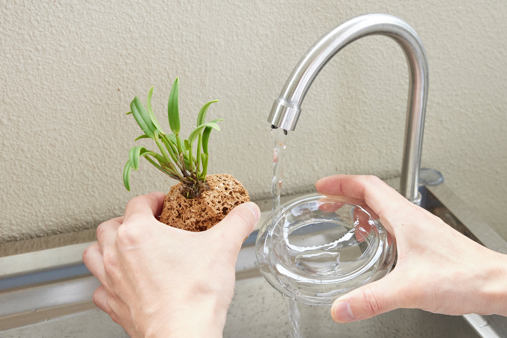 水耕栽培のラン