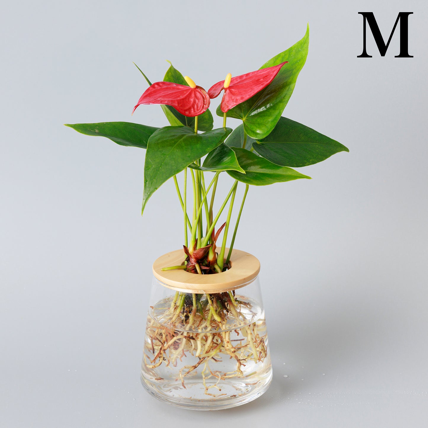 アンスリウムの水耕栽培