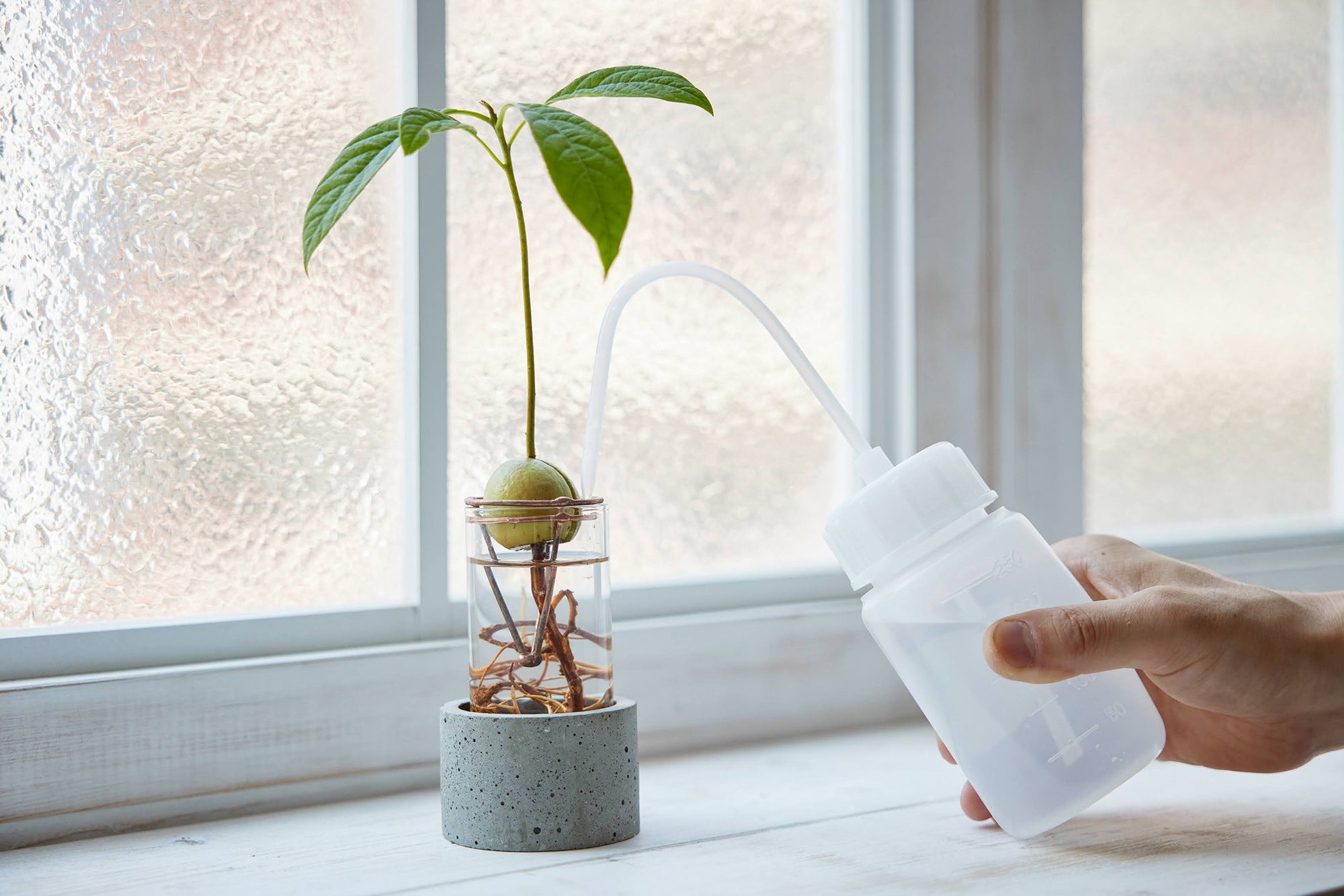 アボカドの種の水耕栽培