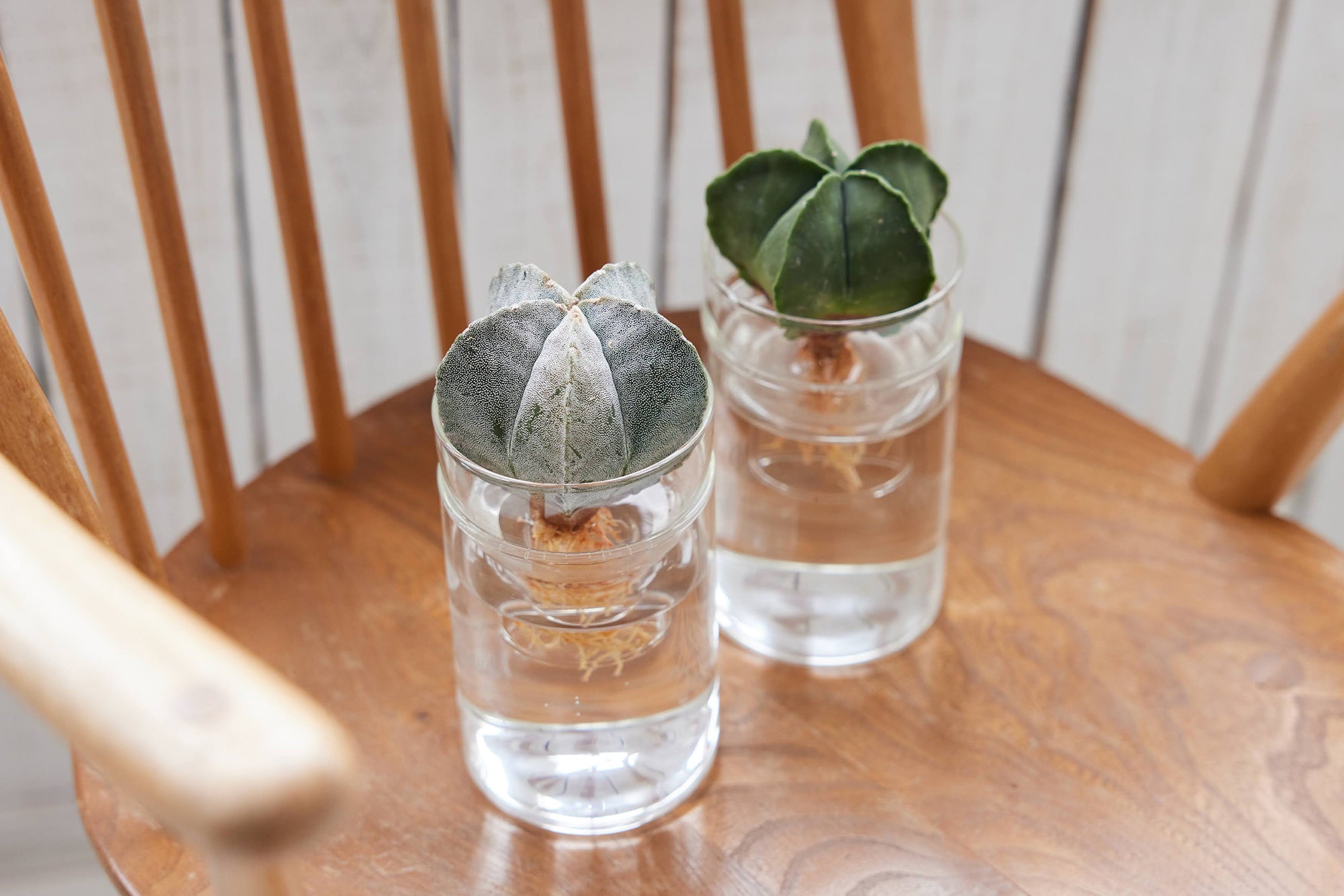 サボテンの水耕栽培