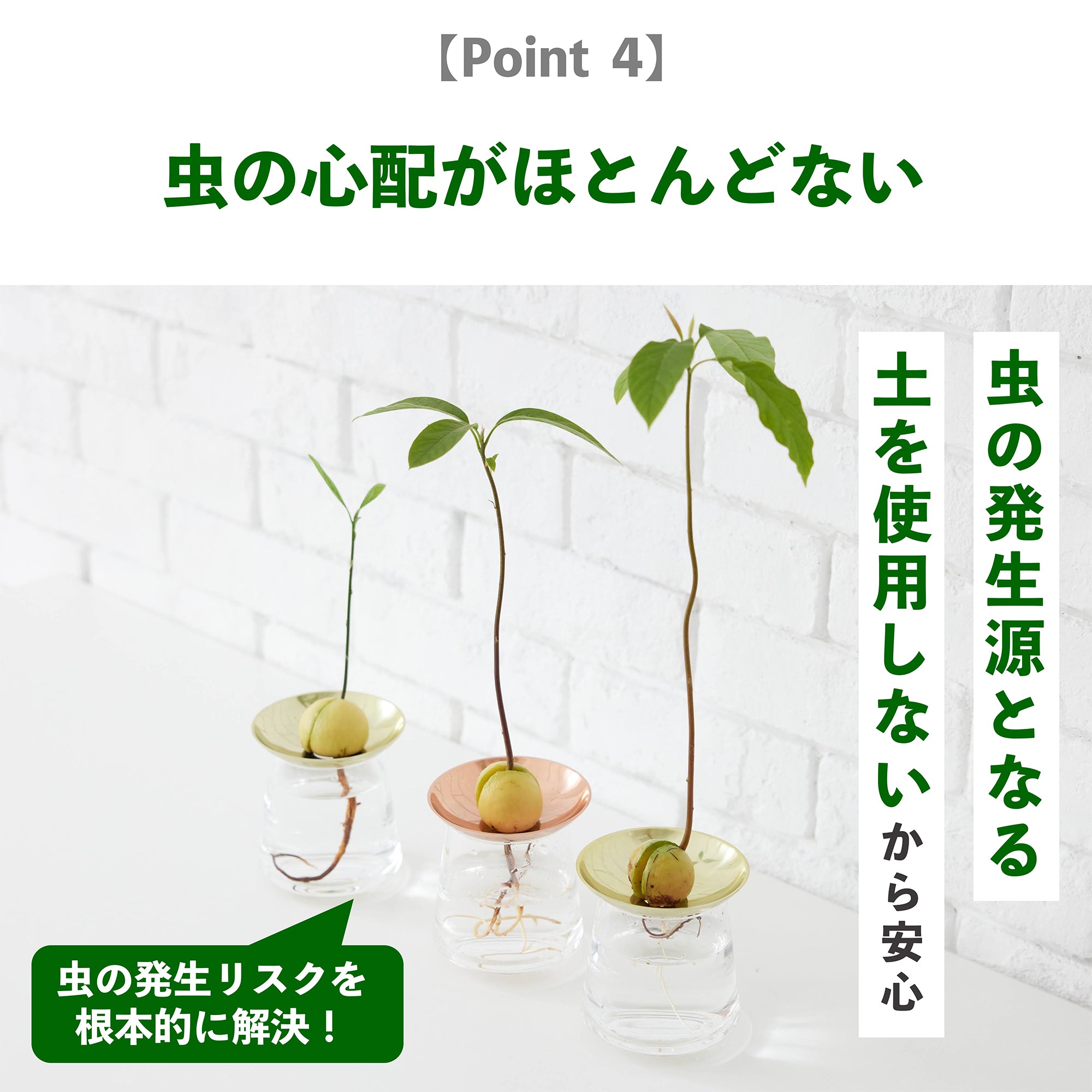 アボカドの種の水耕栽培