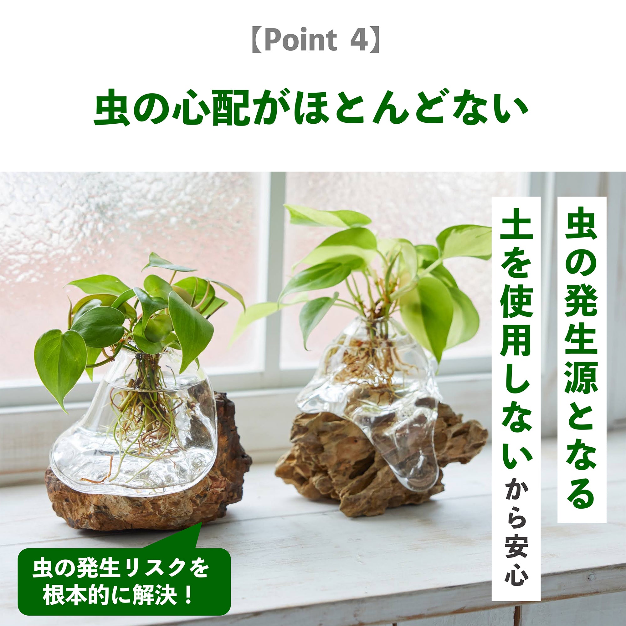観葉植物の水耕栽培