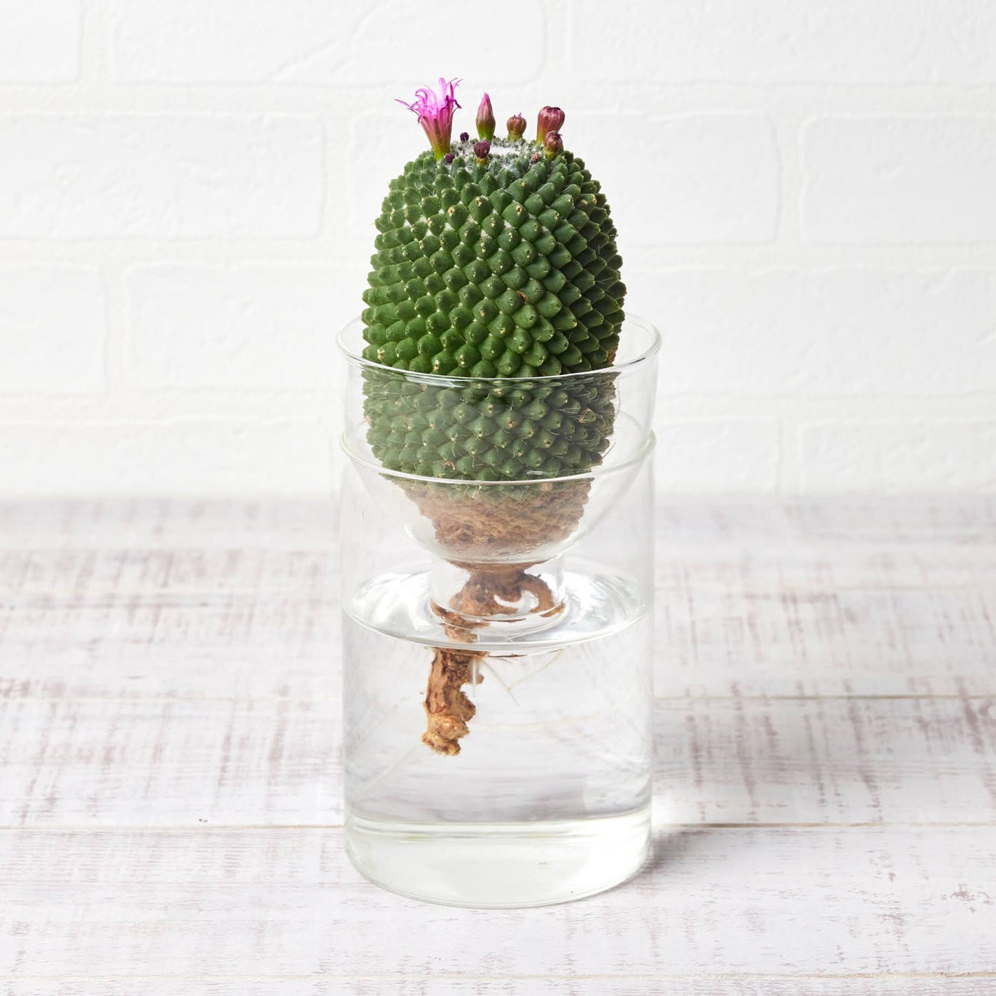 水耕栽培の器（サボテン用シリンダー型）